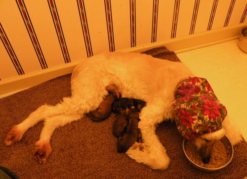 Leeloo & Pups 1 day old.jpg - 1359 K